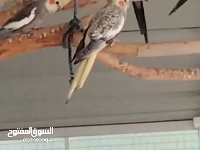 للبيع كوكتيل محليات ازواج