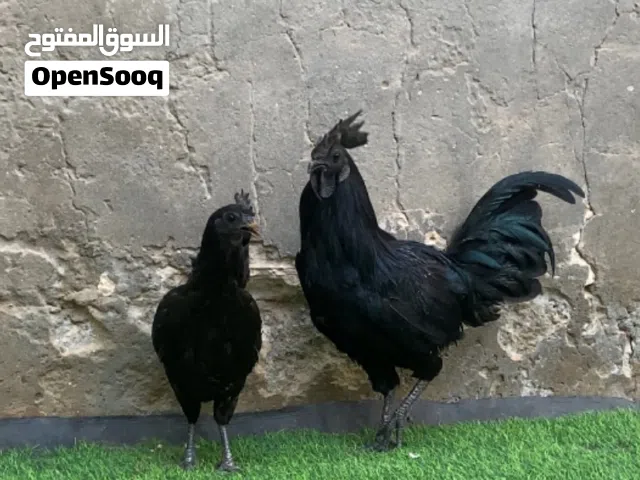 ديك ودجاجة لمبرقيني أندونيسي اسود لماع منتجة