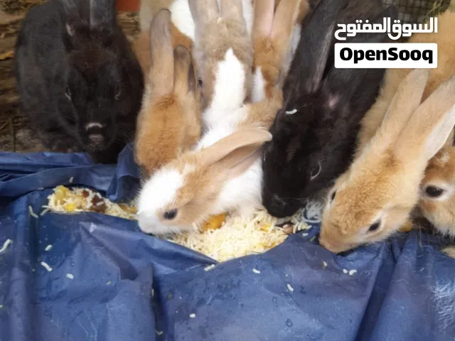 للبيع أرانب.  ب 4 ريال