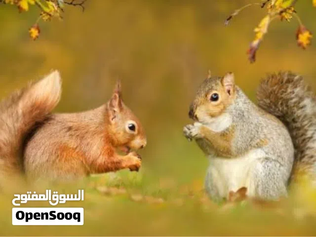 زوج سناجب اليف مع القطط