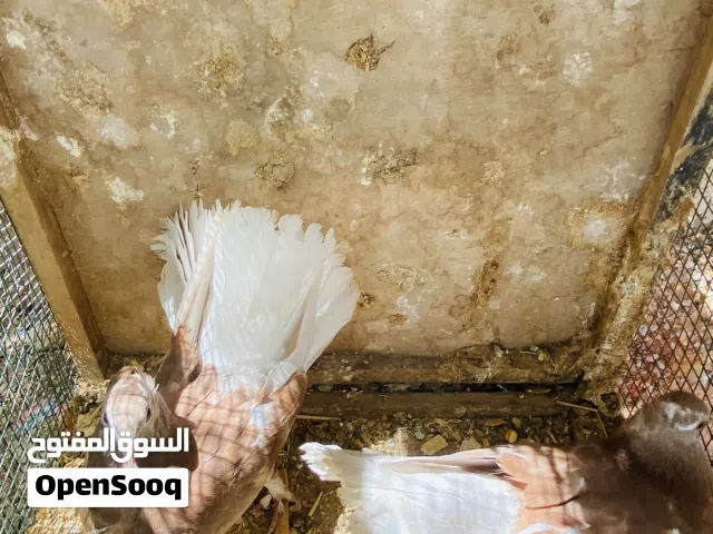 جوز هزاز هنداوي