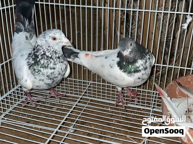 حمام باكستاني فلاوي بصحه ممتازة