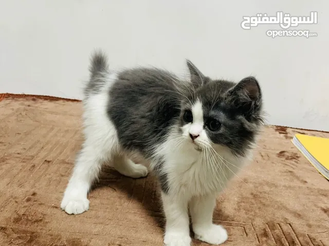 قطط هيملايا عمر 4 شهور ذكر وانثى