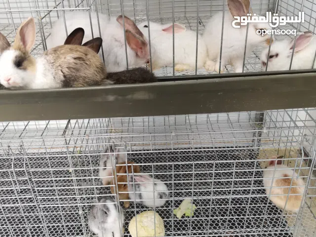 عروض للمحل يتوفر مستلزمات طيور وغيرها الموقع ولاية الرستاق