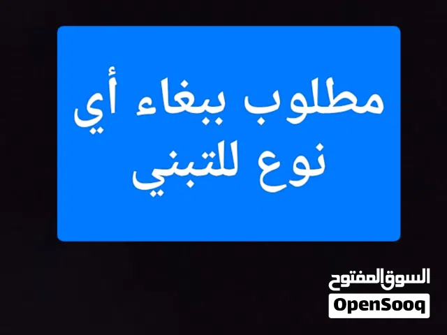 مطلوب ببغاء للتبني