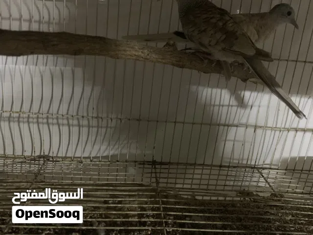 يمام التمساح الخشبي