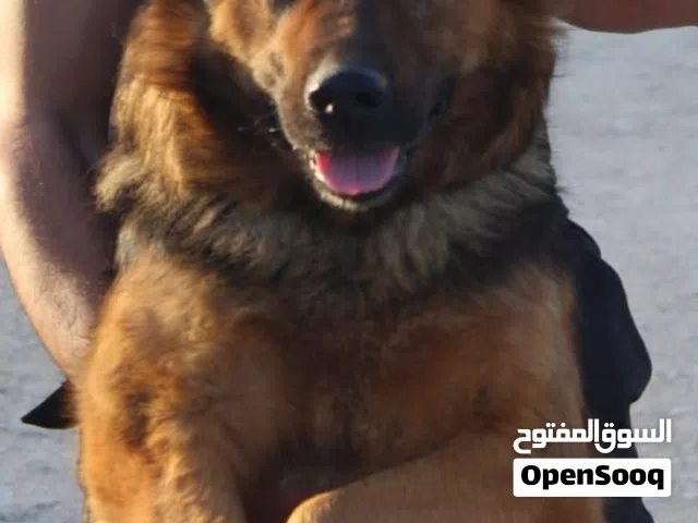 كلب German شيبرد ضخم لحراسة المزارع". اقرأ الوصف