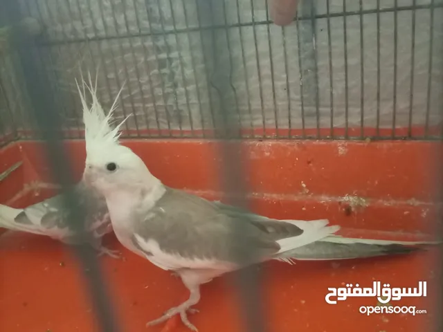 جوزين كوكتيل منهم وايت فيس شغالات فحل ايزابيل والطيرة كريمي جامبو وجوز ايزابيل