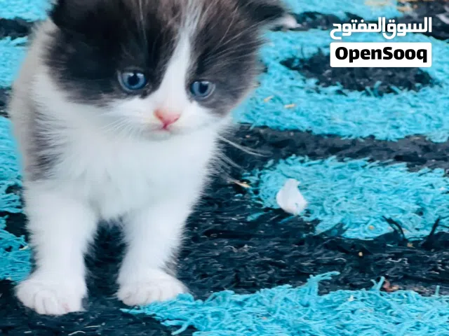 قط هملايا للبيع عمر 35يوم