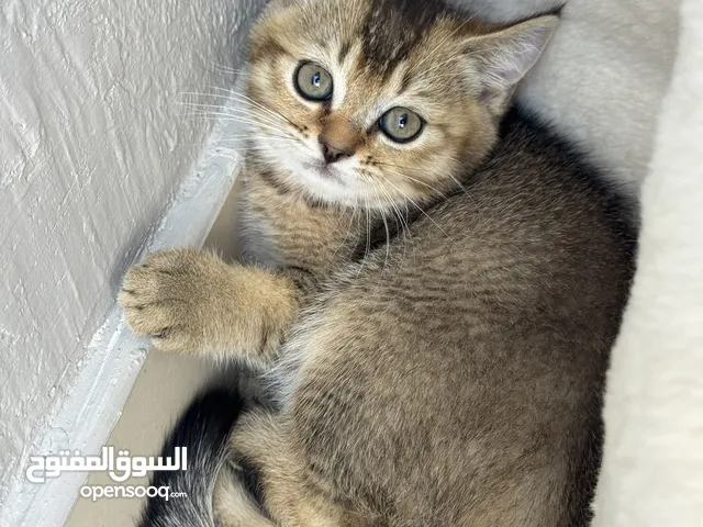 2 kittens British golden grey