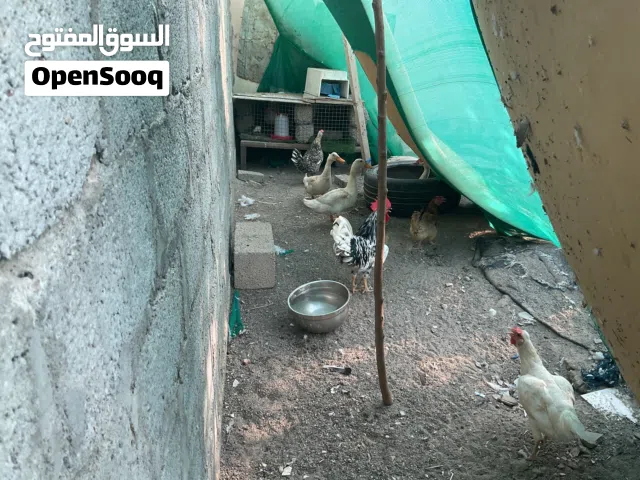 بيع دجاج وبط