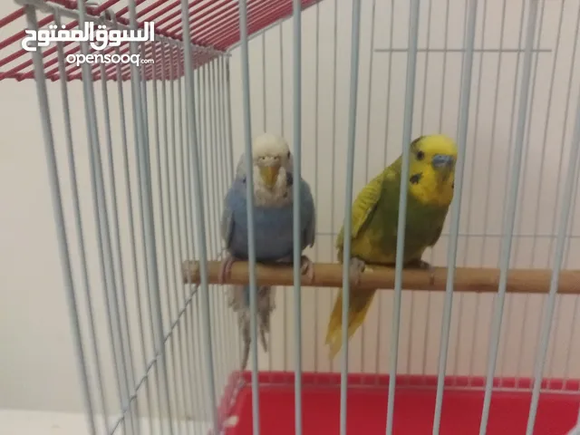 Budgie Pair with Cage