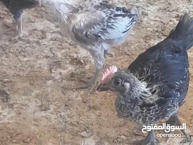 فراخ بلدي لبيع عمر شهر ونص بسعر قليل