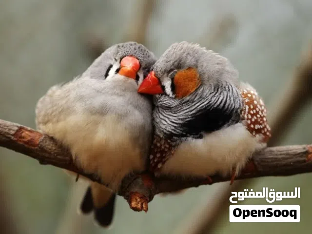 اريد زوج فناجس سوبر جامبوا مالات ببت ونضيفات وبزارات وبالزبير بسعر مناسب