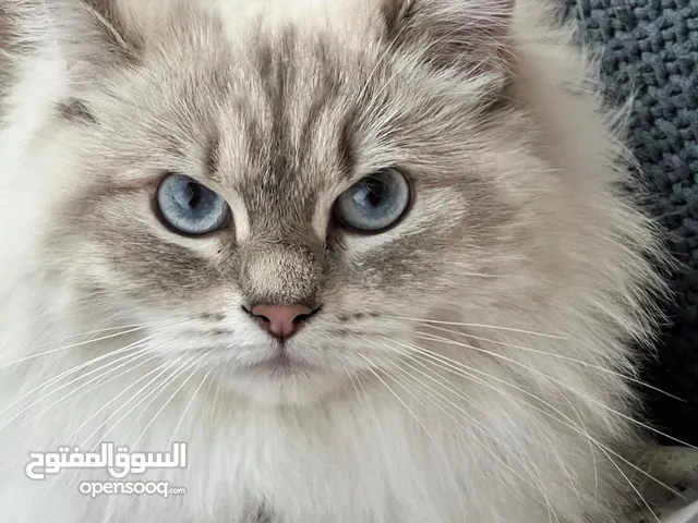 قطة للتبني