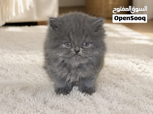 قطه برتش عمر شهر