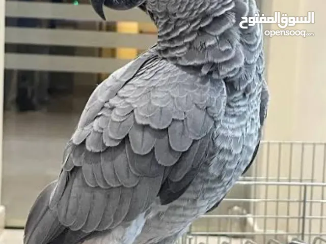 كاسكو بعده صغير