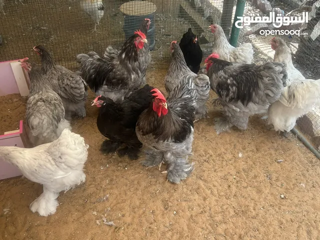 دجاج كوشن الاصلي