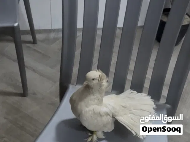 مطلوب فحل كرنكو نفس الون