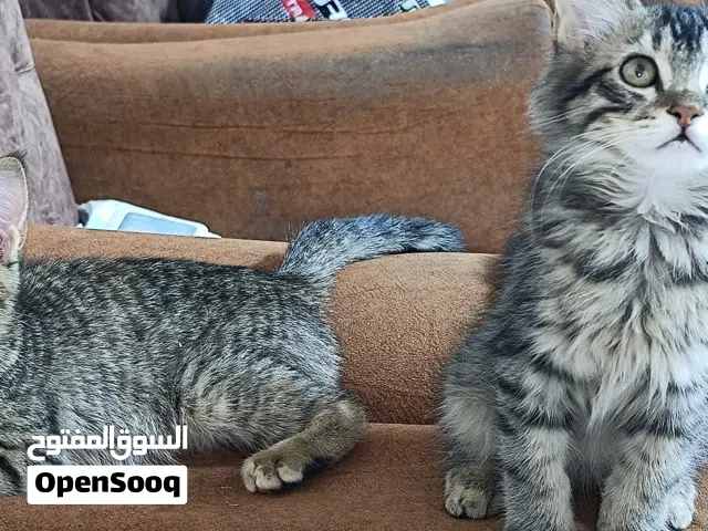 قطط نثية وذكر للبيع
