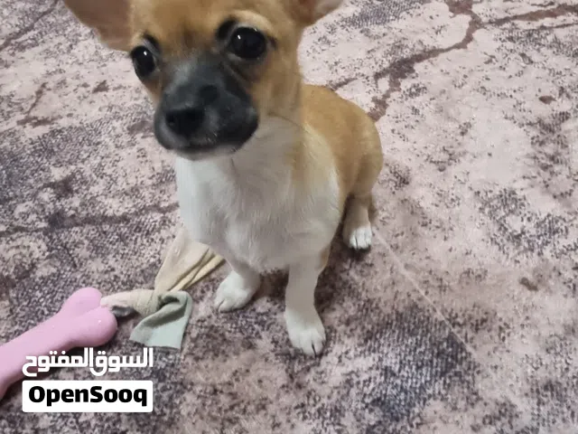 super cute pure chihuahua 3 months vaccinated