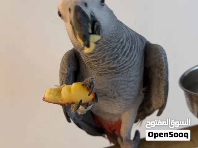 بيعه سريعه كاسيكو عمره 8 شهور جناح كامل تناديه يجيك طيران مفحوص ذكر الطير ماشاءالله سوبر جامبو