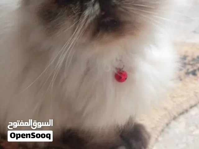قطه هملايا بيكي فيس زرار