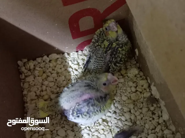 مطلوب كوكتيل اليف للبيع