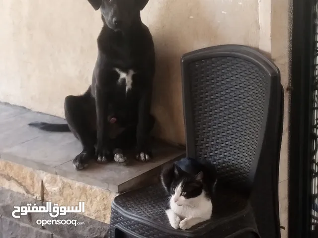 كلب اسود مفقود مقابل بوابه الطوارئ مستشفى حمزه باب صيدليه مسار