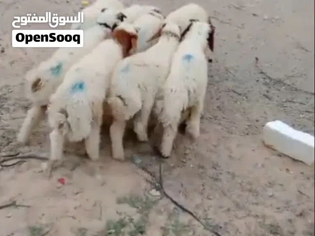 غنم للبيع...