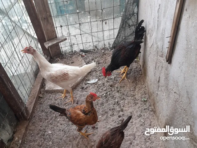 دجاج عرب لبيع