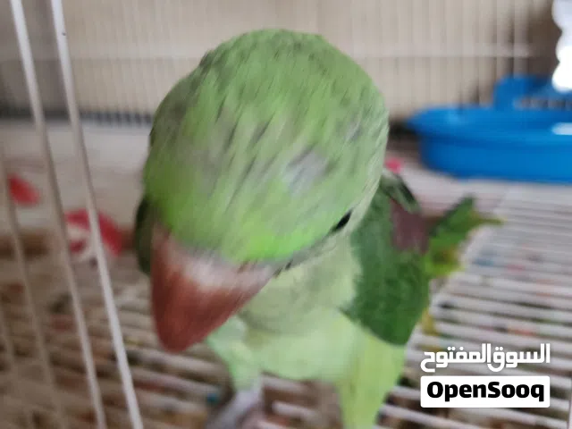 بيع دره نيبالي ذكر