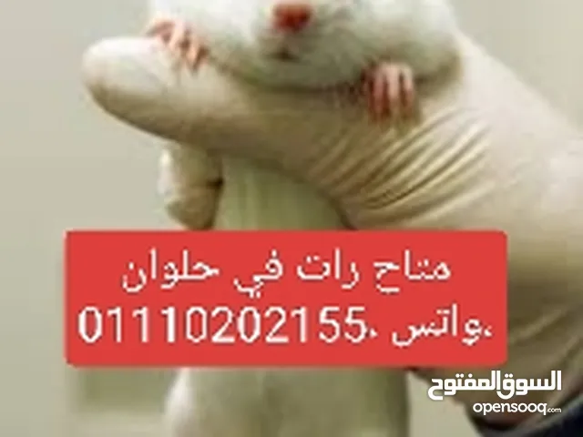 رات تجارب كلمني واتي