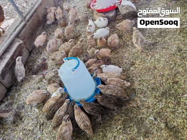 طيور سمان للبيع