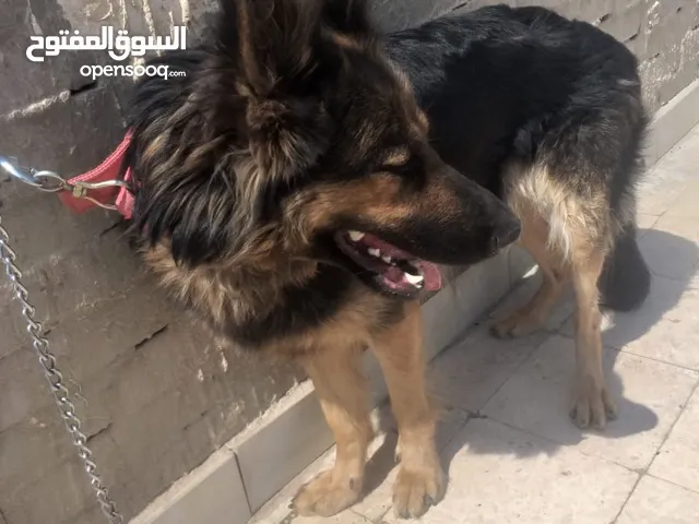 كلبه جيرمن شيبرد لونج هير بتسمع الكلام