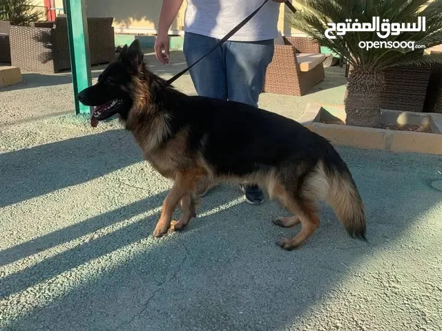 جيرمن شيبرد German