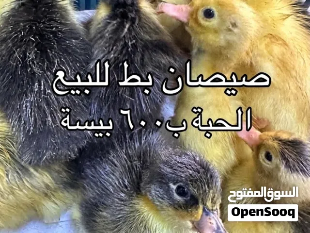 صيصان بط عماني للبيع