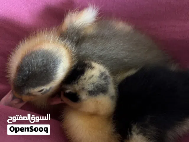 بطتين عمر ثلاث اسابيع