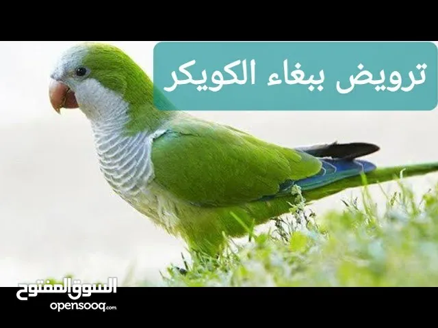 جوز كويكر ازرق والبينو
