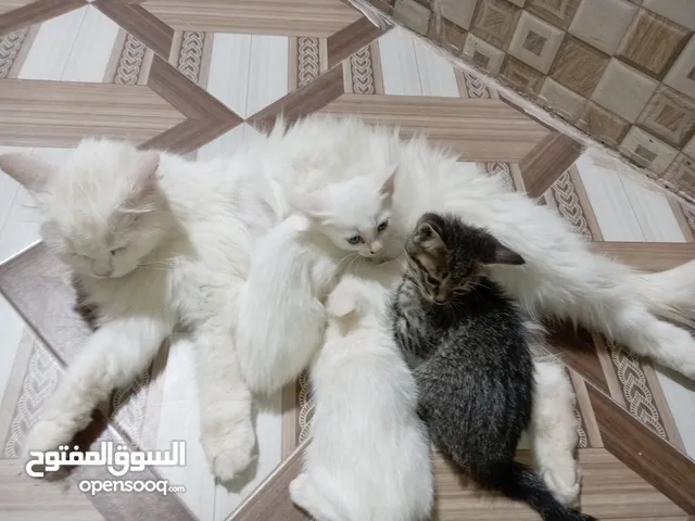 قطة شيرازيه مع أبنائها عمرهم شهر ونصف