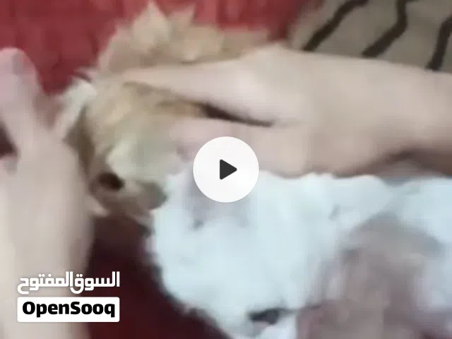 قطط شيرازي عرررررطة  ولعوبين