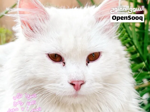 قط تركي عمر 7 شهور لون ابيض
