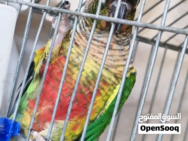 ببغاء كنيور يلو سايد