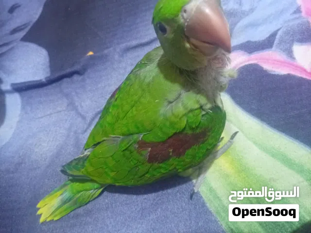 دره نيبالي للبيع
