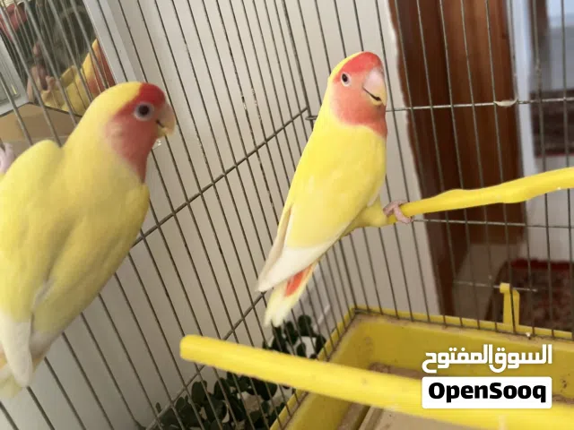 كوبيه بركديلو