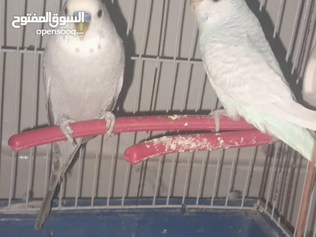 زوز استرالي ربي يبارك بي ضمان