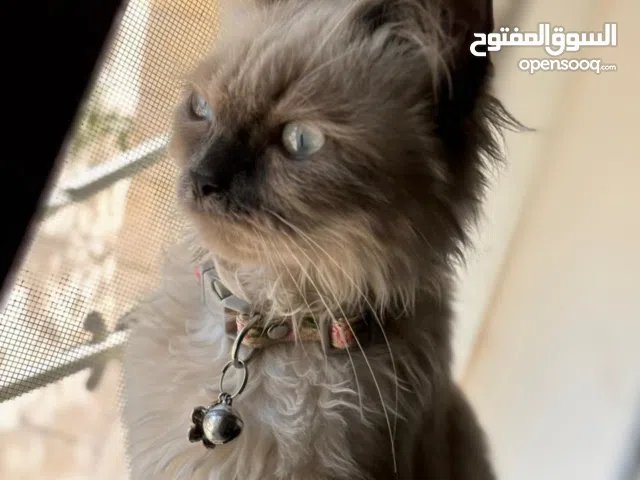 قطة هملايا انثى لتزاوج عمرها سنة