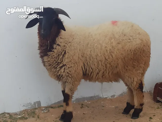 تبارك الله
