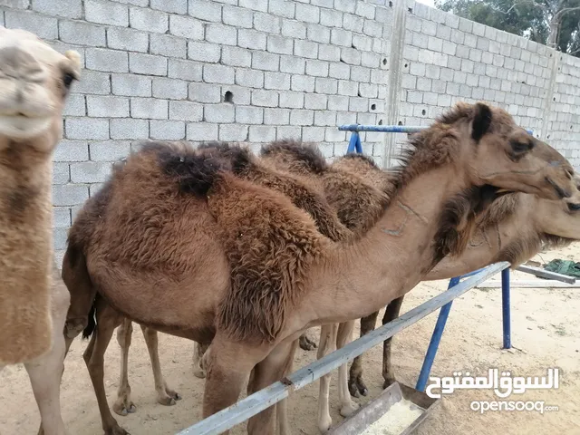 قعدان سودانيات للبيع