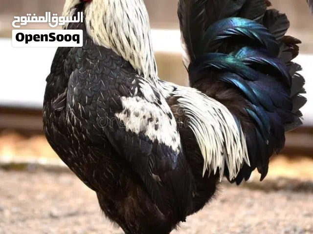 محمية ابو زين الشويلي